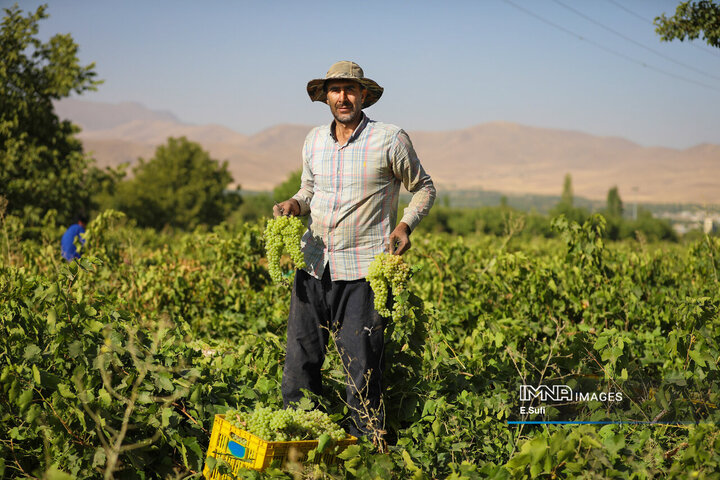 برداشت انگور از تاکستان‌های خنداب استان مرکزی