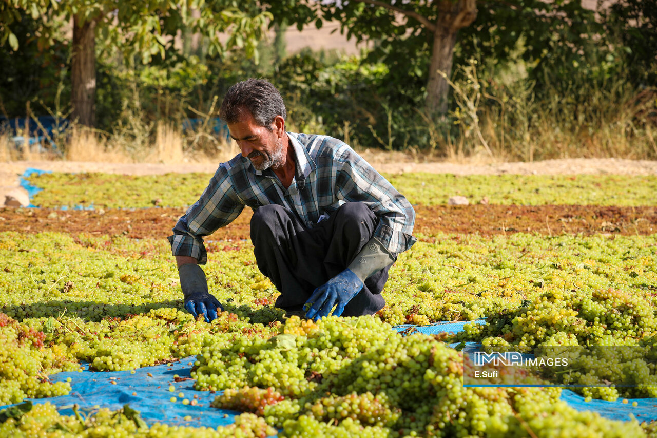 کام تلخ تاکداران خندابی از پایین بودن قیمت کشمش