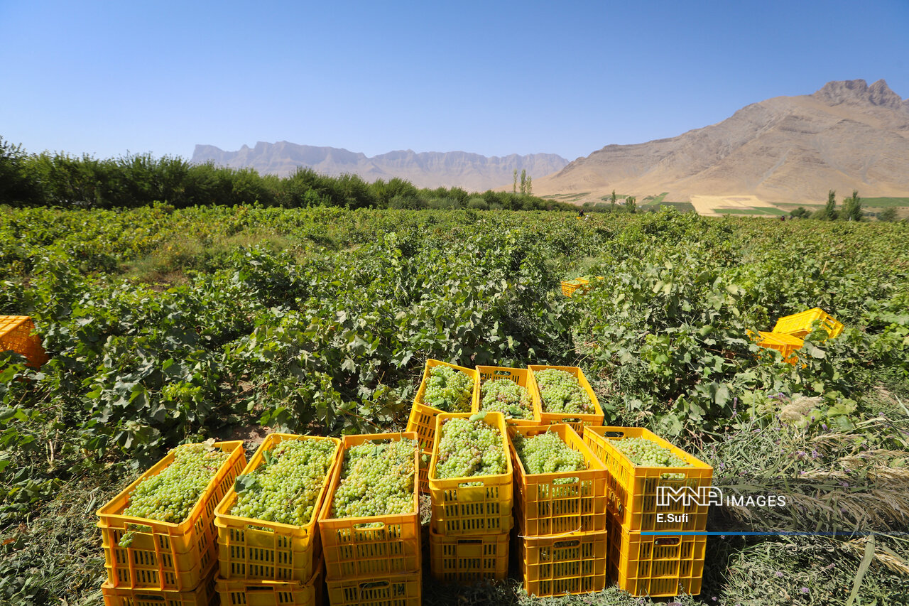 کردستان، قطب کشاورزی کشور/ از تولید ۳.۷ میلیون تُن محصول تا اجرای ۹۶ پروژه
