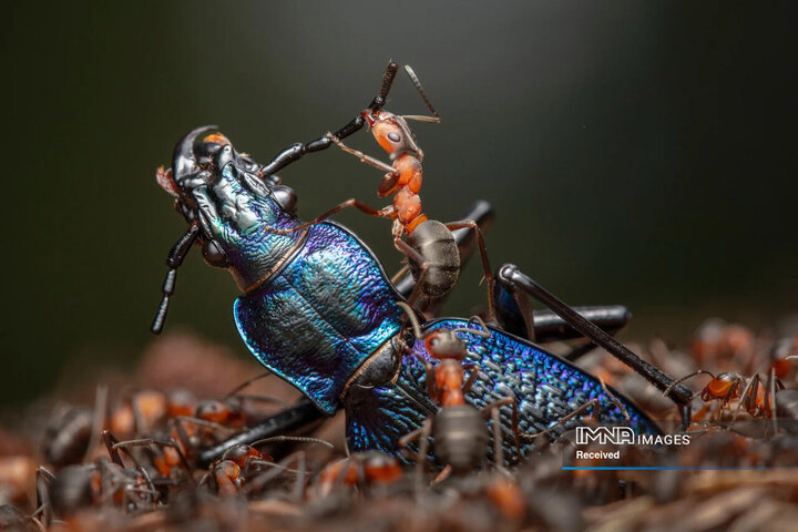 برندگان مسابقه عکاسی حیات وحش 2024