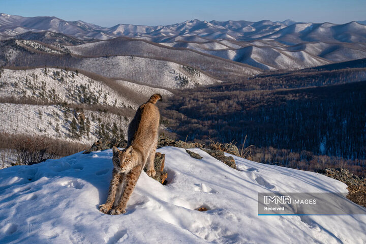 برندگان مسابقه عکاسی حیات وحش 2024