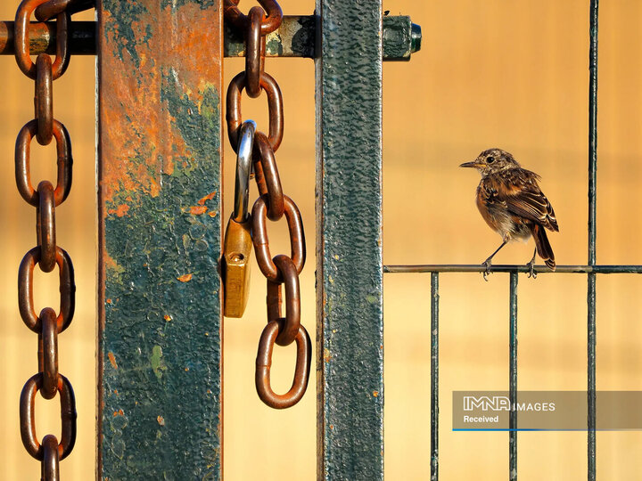 برندگان مسابقه عکاسی حیات وحش 2024