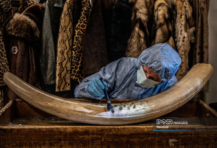 برندگان مسابقه عکاسی حیات وحش 2024