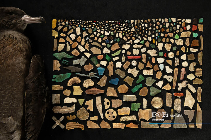 برندگان مسابقه عکاسی حیات وحش 2024