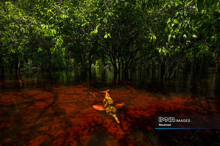 برندگان مسابقه عکاسی حیات وحش 2024