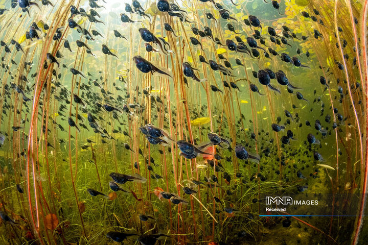 برندگان مسابقه عکاسی حیات وحش 2024