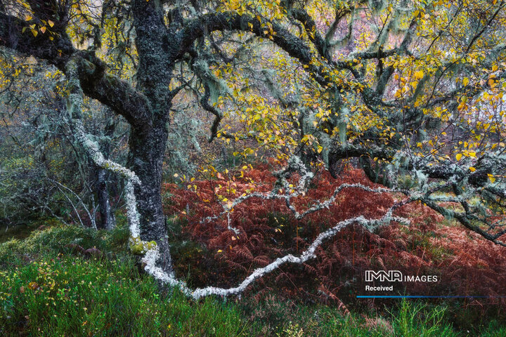 برندگان مسابقه عکاسی حیات وحش 2024