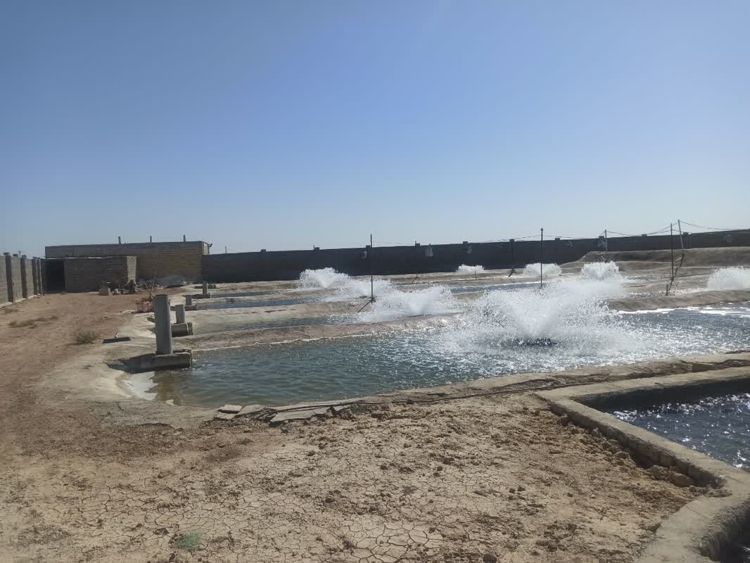 چالشهای شیلات در شرق اصفهان/ آیا پرورش ماهی جایگزین کشاورزی در شرق اصفهان میشود