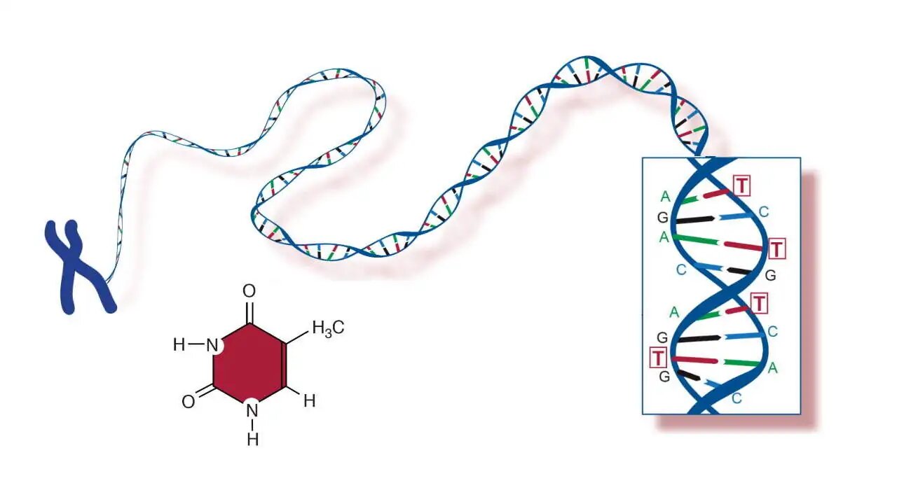 ردیابی DNA و پروتئینها بدون آسیب به سلولها