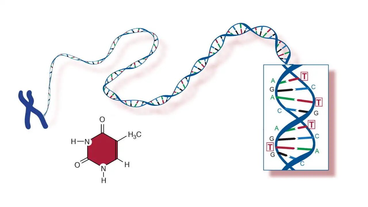 ردیابی DNA و پروتئین‌ها بدون آسیب به سلول‌ها