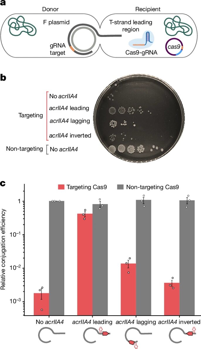قهرمانان پنهان در نبرد باکتریایی علیه سیستمهای ایمنی میزبان