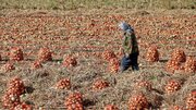 هرسین، قطب مهم تولید پیاز در ایران