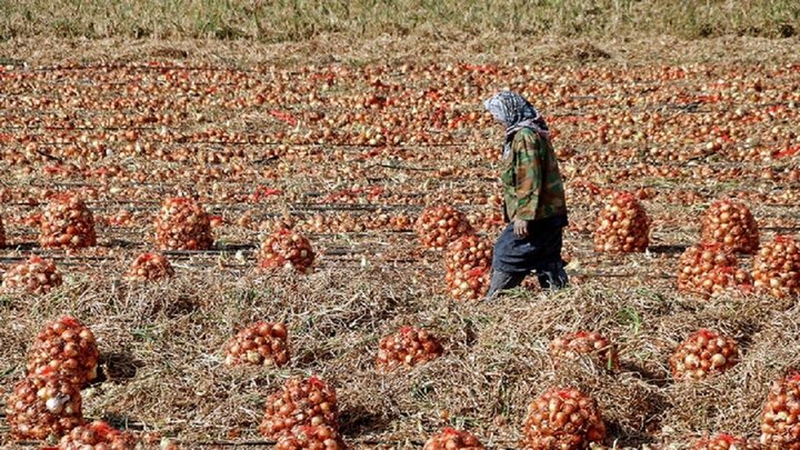 هرسین، قطب مهم تولید پیاز در ایران