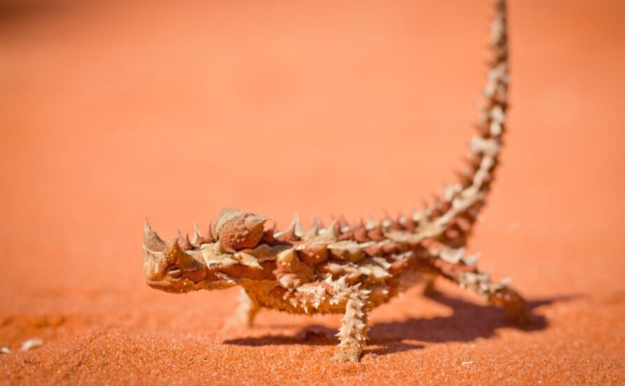 تور تصویری با عجیبترین خزندگان جهان