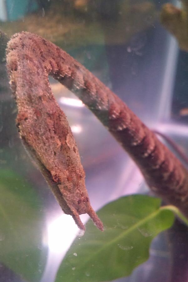 تور تصویری با عجیبترین خزندگان جهان