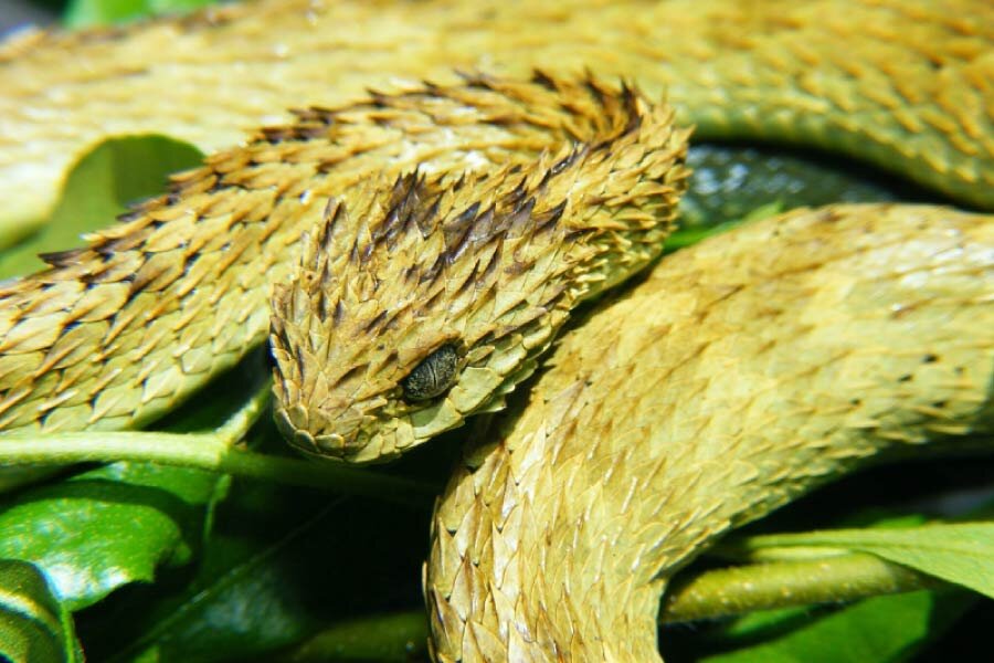 تور تصویری با عجیبترین خزندگان جهان