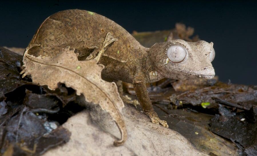 تور تصویری با عجیبترین خزندگان جهان
