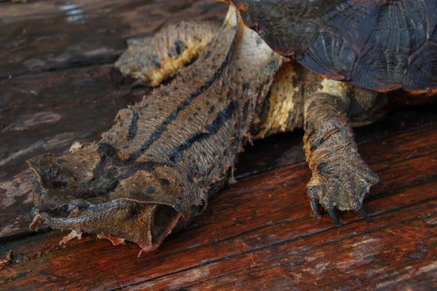 تور تصویری با عجیبترین خزندگان جهان