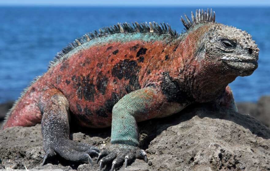 تور تصویری با عجیبترین خزندگان جهان