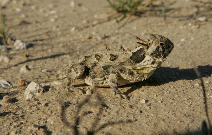 تور تصویری با عجیبترین خزندگان جهان