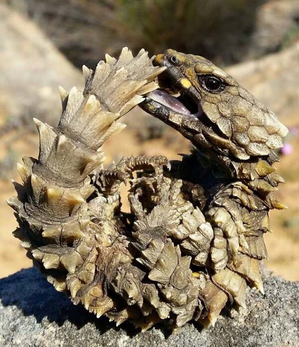 تور تصویری با عجیبترین خزندگان جهان