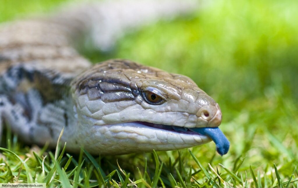 تور تصویری با عجیبترین خزندگان جهان