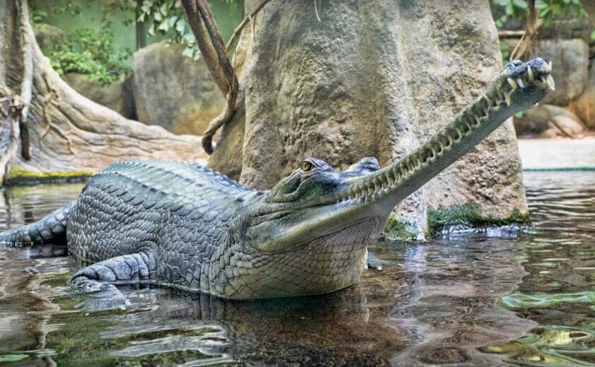 تور تصویری با عجیبترین خزندگان جهان