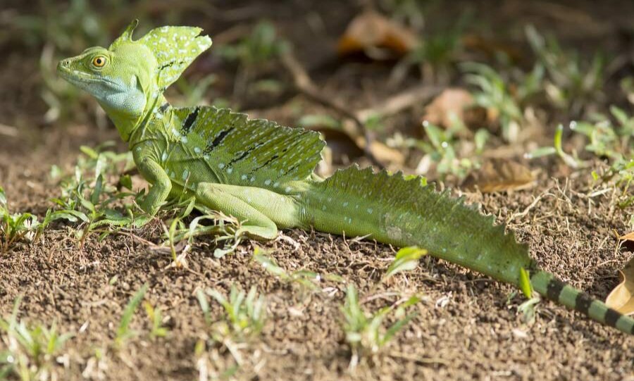 تور تصویری با عجیبترین خزندگان جهان