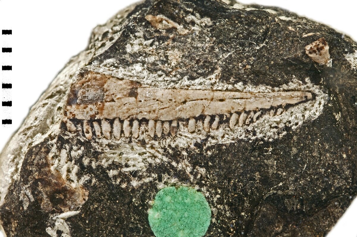 تور تصویری با عجیبترین خزندگان جهان