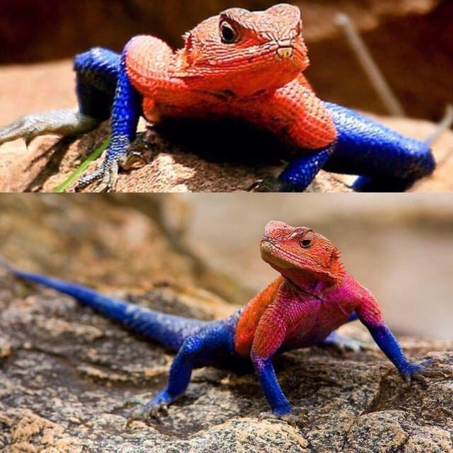 تور تصویری با عجیبترین خزندگان جهان