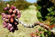 فاجعه گرما برای پسته رفسنجان