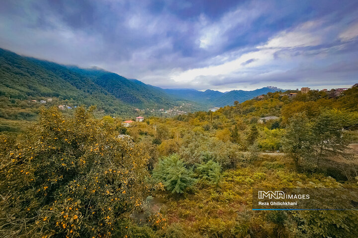 جنگل دالخانی رامسر