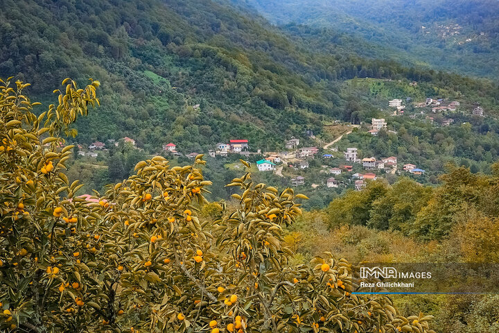 جنگل دالخانی رامسر