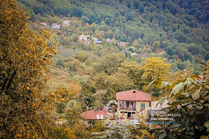 جنگل دالخانی رامسر