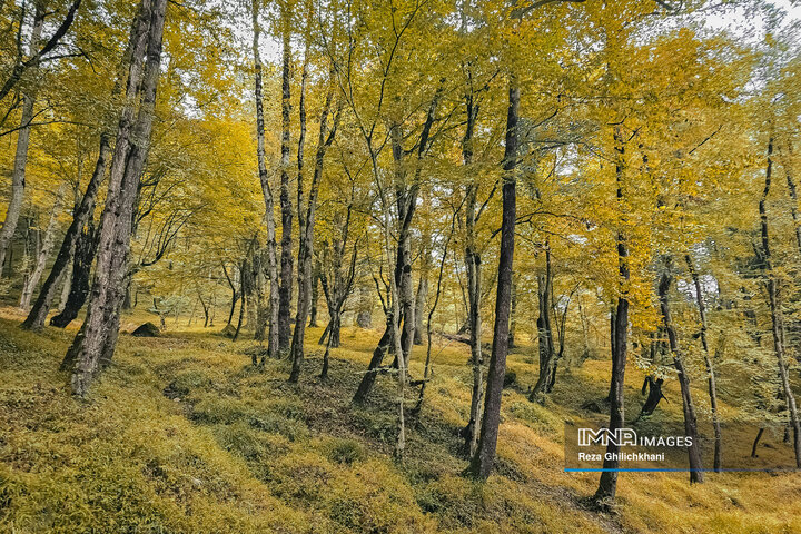 جنگل دالخانی رامسر