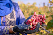 پسته ایرانی؛ طلای سبز اقتصاد ایران در بازارهای جهانی