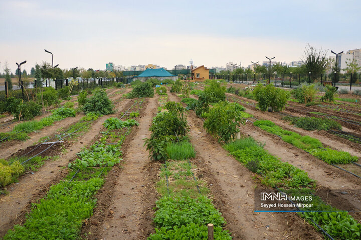 نخستین تجربه کشاورزی شهری در مشهد