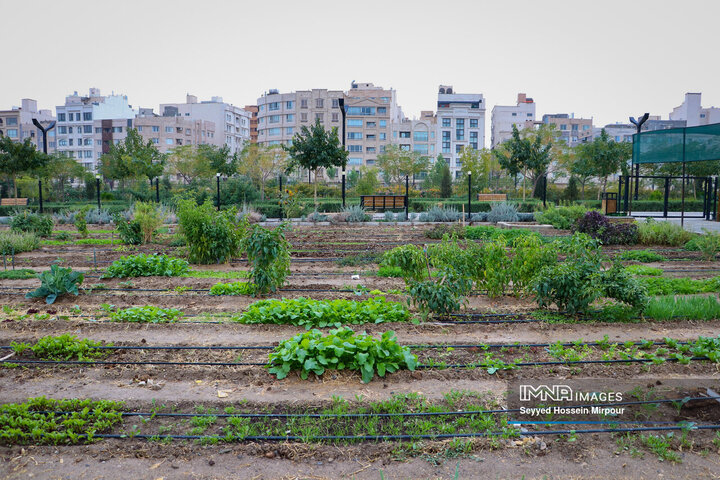 نخستین تجربه کشاورزی شهری در مشهد