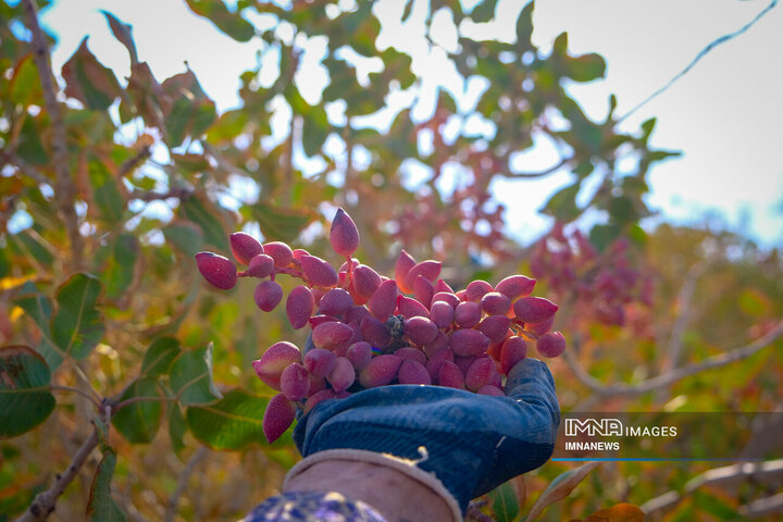 برداشت و فراوری پسته خندان رفسنجان