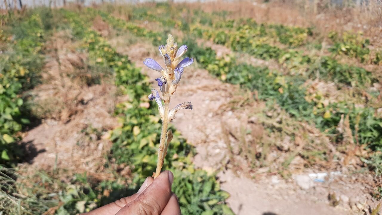 آفت «گل جالیز»، مهمان ناخوانده مزارع کشاورزی گلستان