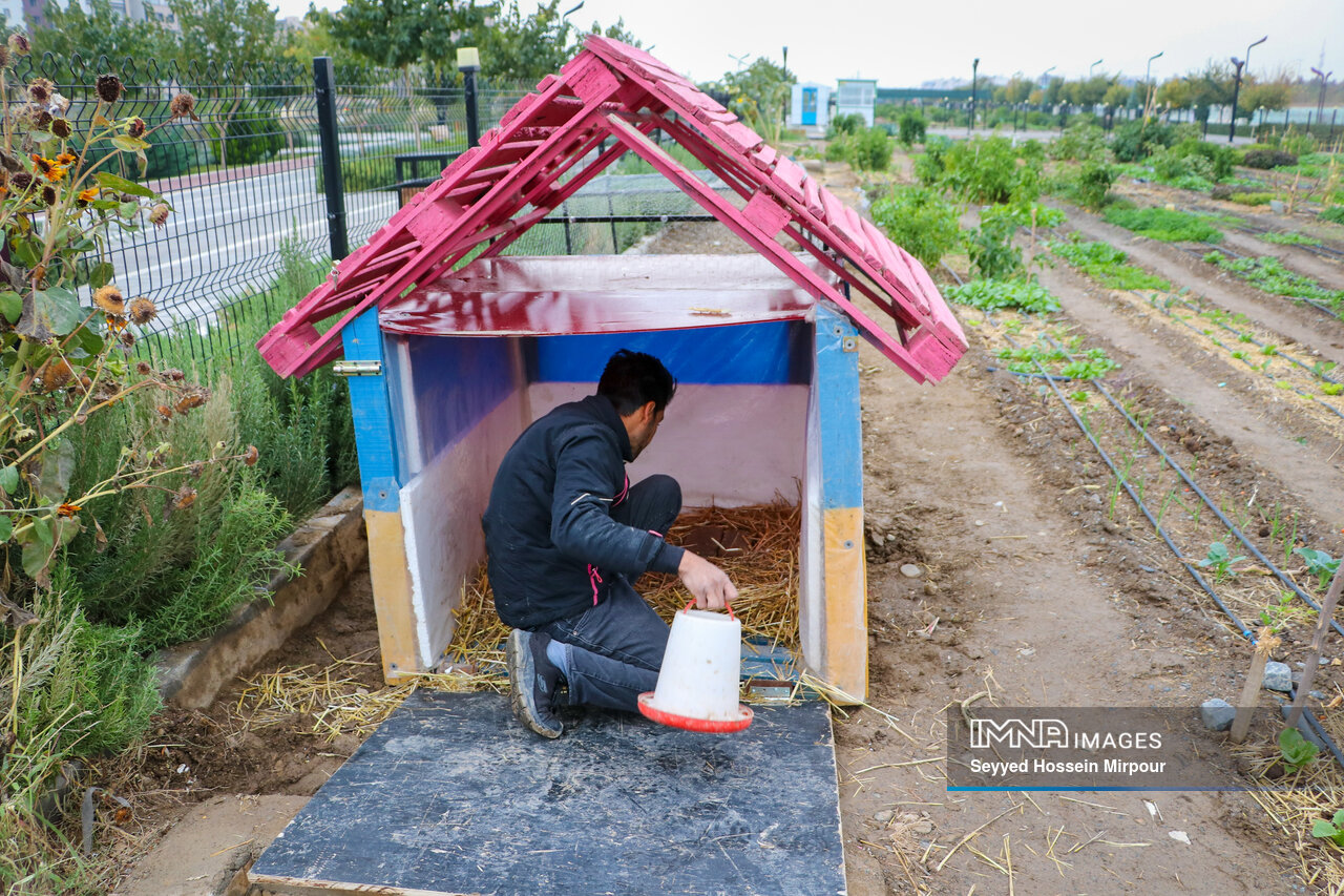 مزارع شهری مشهد، کشاورزی در قلب شهر
