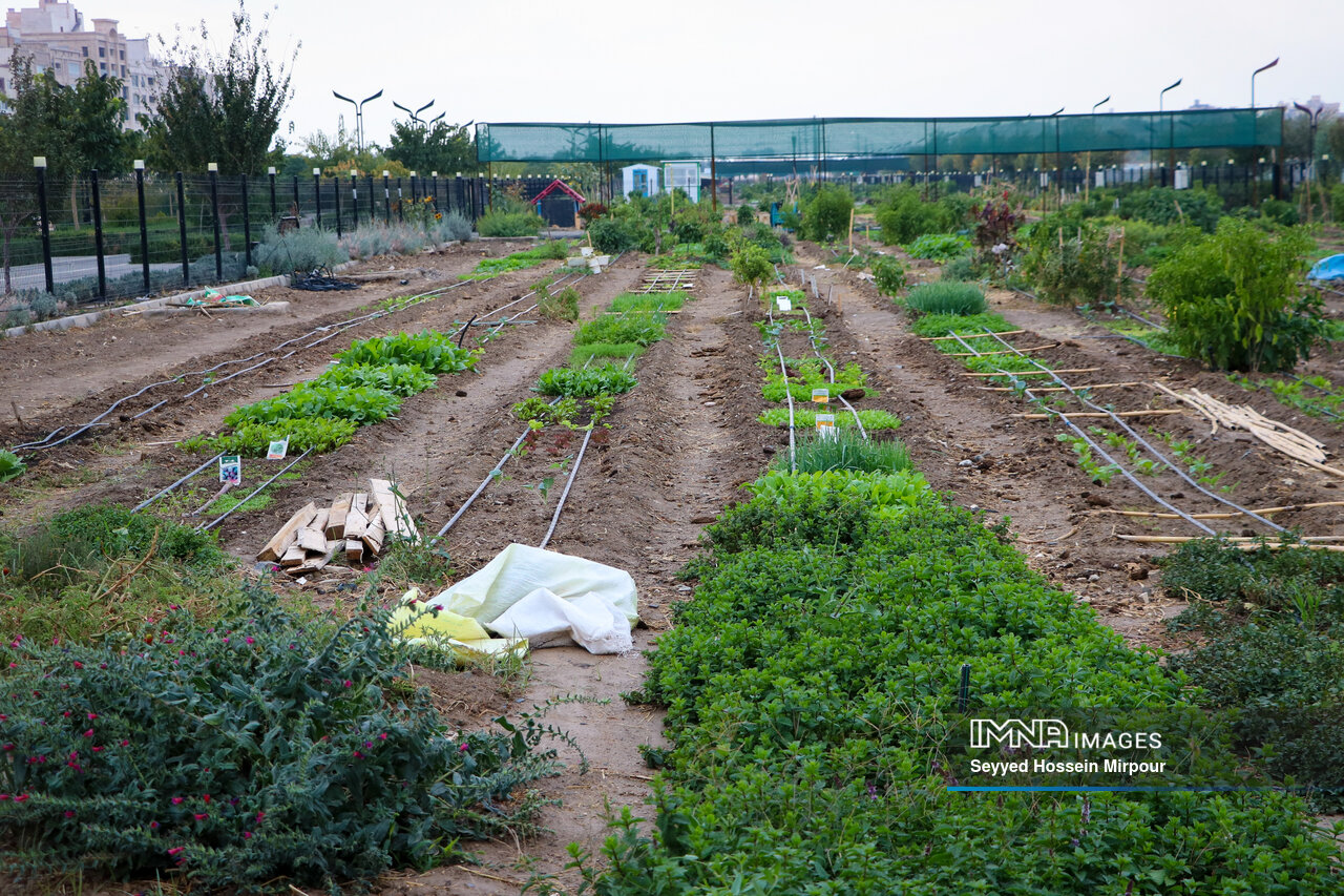 مزارع شهری مشهد، کشاورزی در قلب شهر
