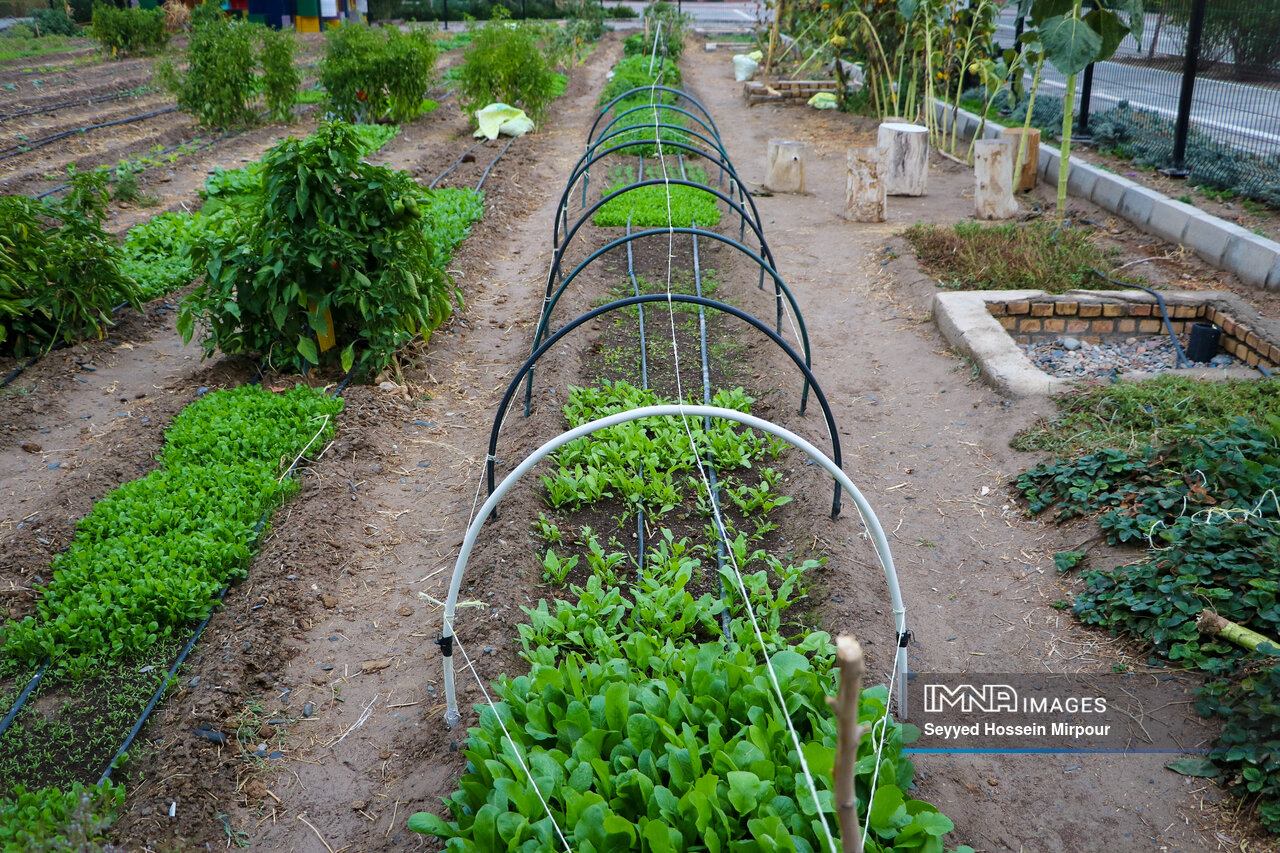مزارع شهری مشهد، کشاورزی در قلب شهر
