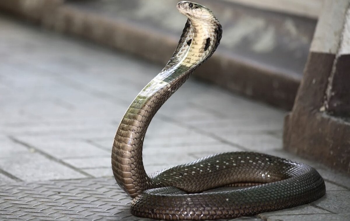 مار کبرا؛ معرفی ویژگیها، زیستگاه و اهمیت آن در اکوسیستم