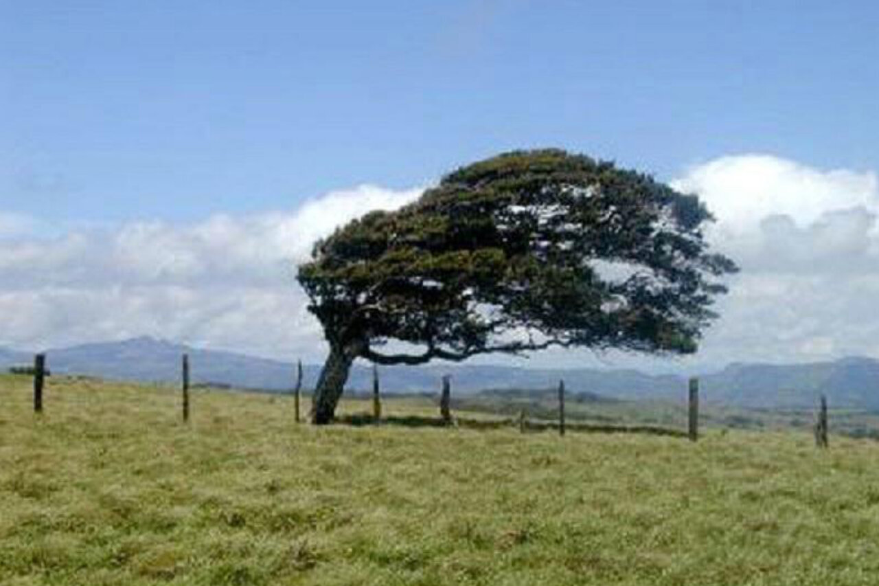 جوی پایدار همراه با باد گرم تا سه‌شنبه بر استان حاکم است