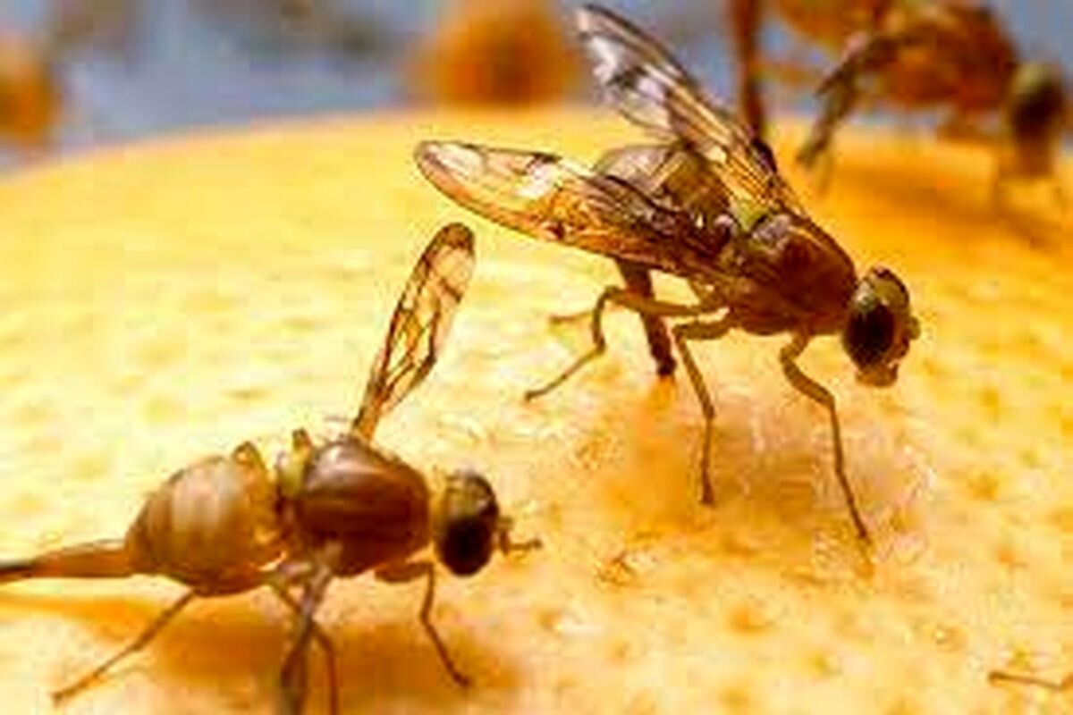 تاراج باغات گلستان به دست مگس مدیترانهای