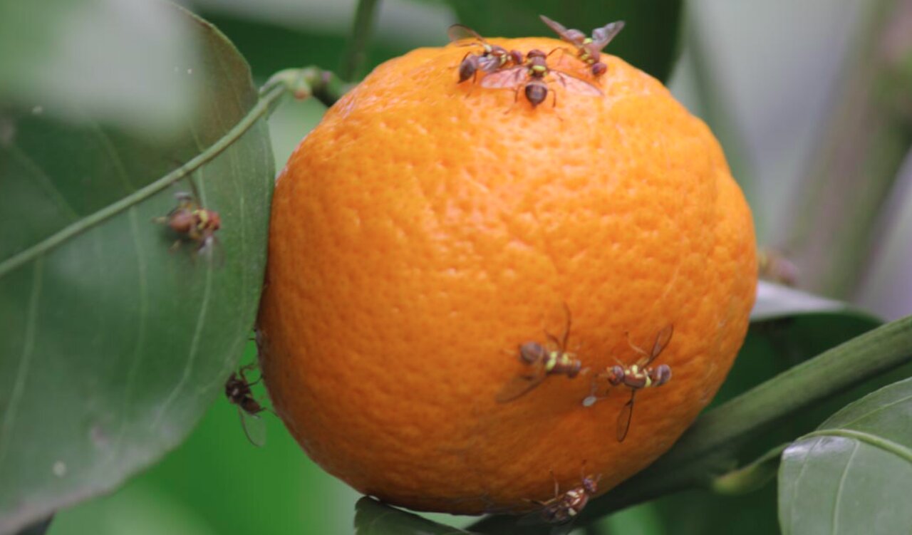 تاراج باغات گلستان به دست مگس مدیترانهای