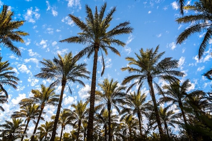 معروفترین ضربالمثلهای عربی خوزستانی + معنی و کاربرد