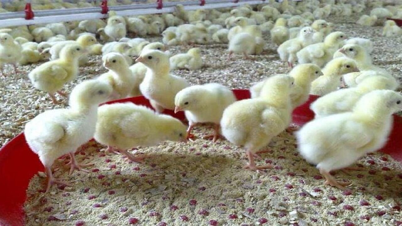 آلودگی آبهای انگلستان با افزایش پرورش طیور