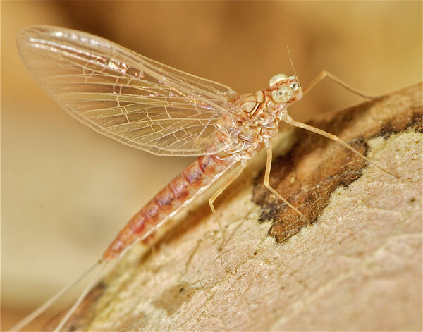 رفتار این حیوانات در نور ماه تغییر میکند